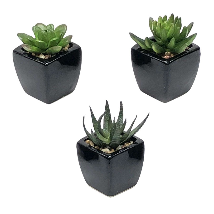 Home Accessories * | Set Of 3 Succulents In Black Square Pots Delicate Design