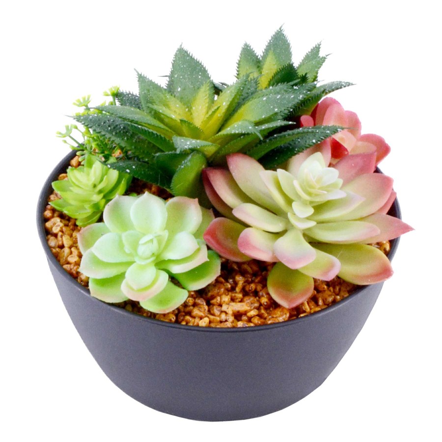 Home Accessories * | Succulent Assortment With Black Planter, 6 New Collections