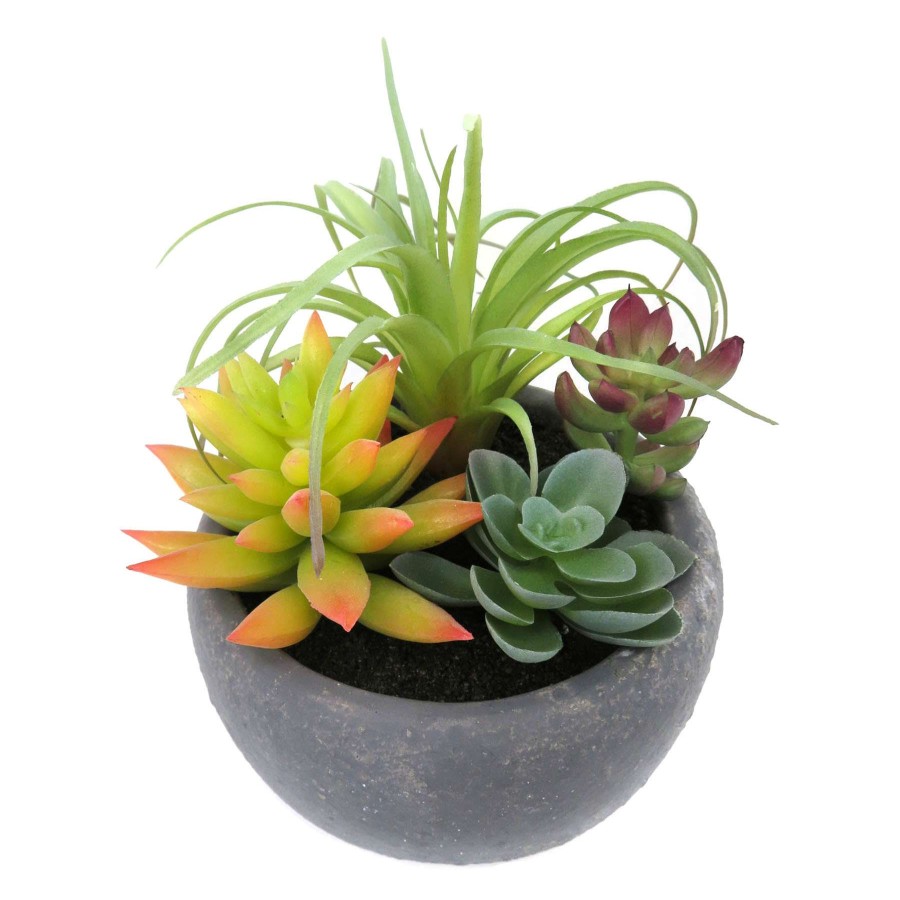 Home Accessories * | 5.5In Mixed Succulent Pot Grey Discount