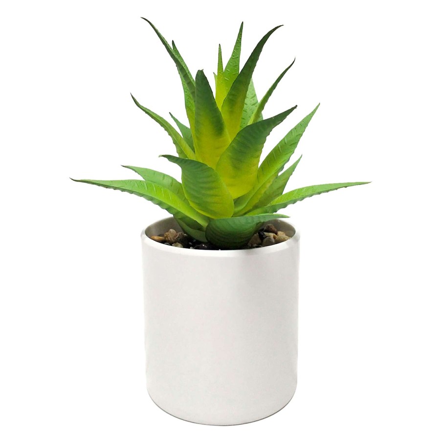 Home Accessories * | Aloe Plant With White Planter, 7 Outlet Sale