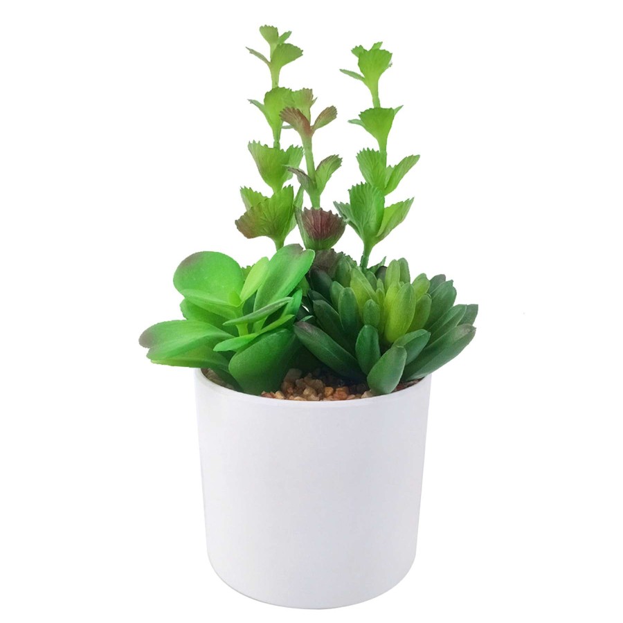 Home Accessories * | Succulents In Melamine Pot Discount Store