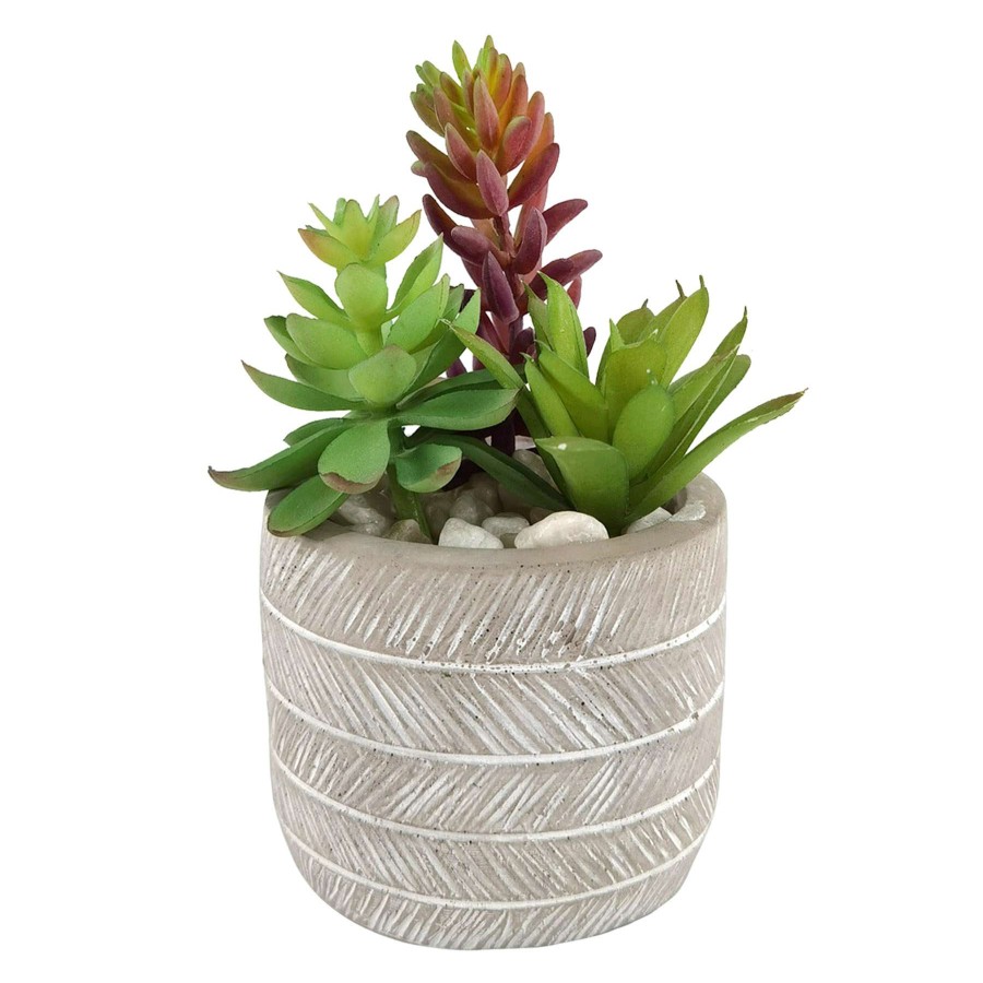 Home Accessories * | 5.5In Succulents Cement Grey New Collections